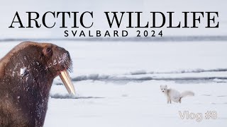 Svalbard Expedition: Walrus, Arctic Fox, and a Stormy Turn of Events #SvalbardAdventure