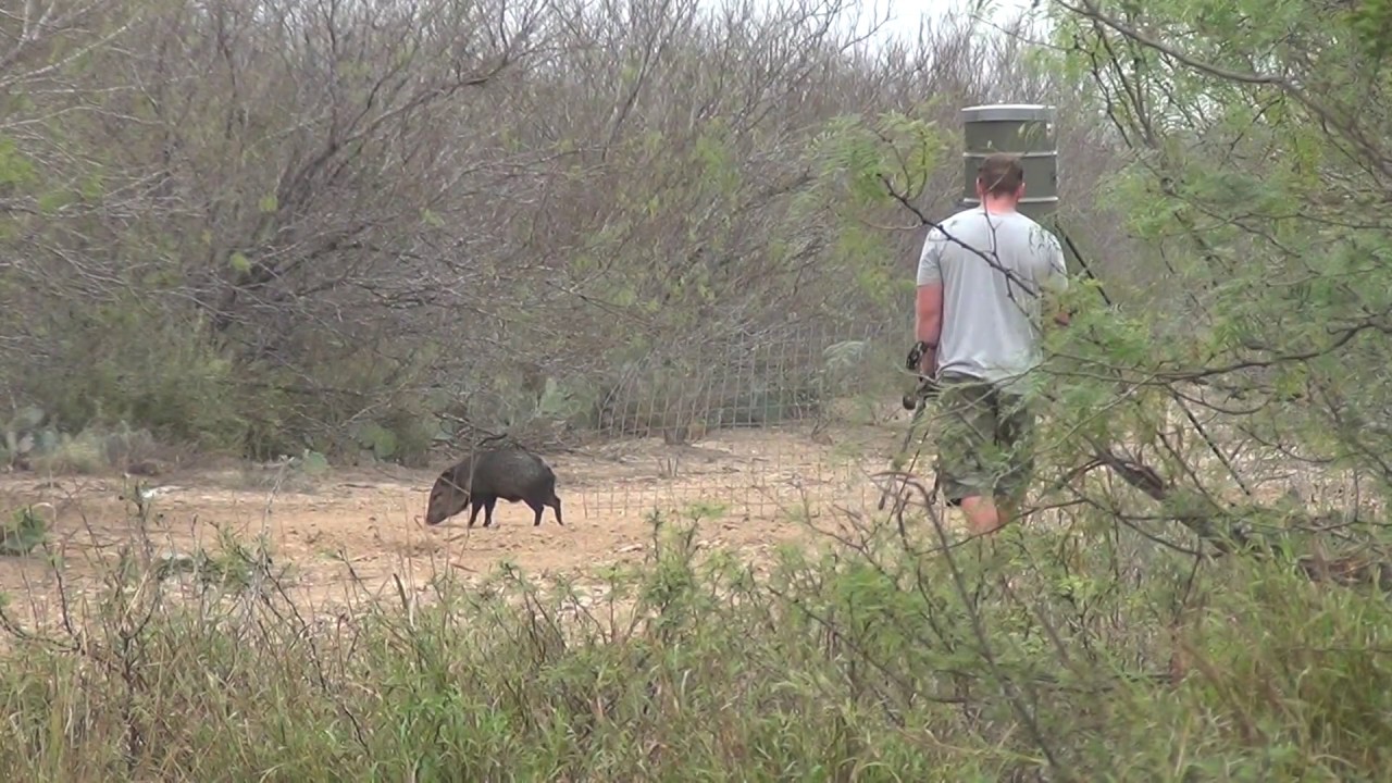 South Texas Javelina Bow Hunt YouTube