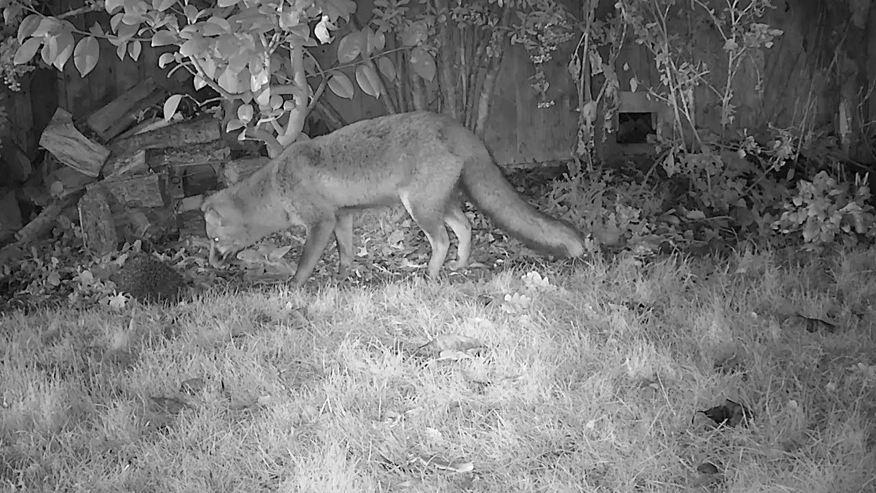 hedgehog meaning in hindi Barnaby the Fox gets a little surprise!
