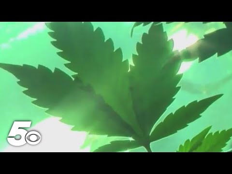 Video: Legal Marijuana Sales Skyrocketed å registrere nivåer på 4/20 i år