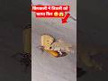 छिपकली ने तितली को खाया फिर 🥺😱 The lizard ate the butterfly and then #trending #reptiles #insects