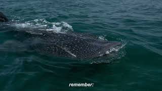 Marvin Vaisman voice over spanish "Imagina Que eres un Tiburon Ballena".