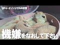 ヘソを曲げたリス【リチャードソンジリス】#106