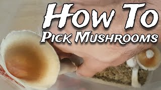 How To Correctly Pick Mushrooms - Harvest Your Shrooms With Ease