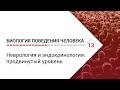 Биология поведения человека: Лекция #13. Неврология и эндокринология [Роберт Сапольски, 2010]