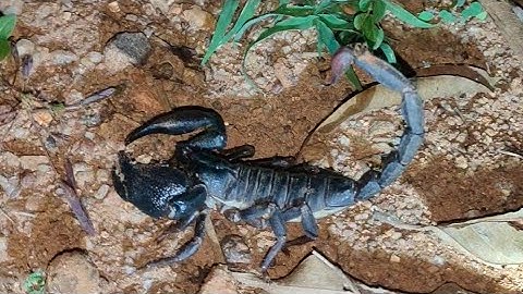 🦂 Scorpion Spotted in the Dark! 😱🌙