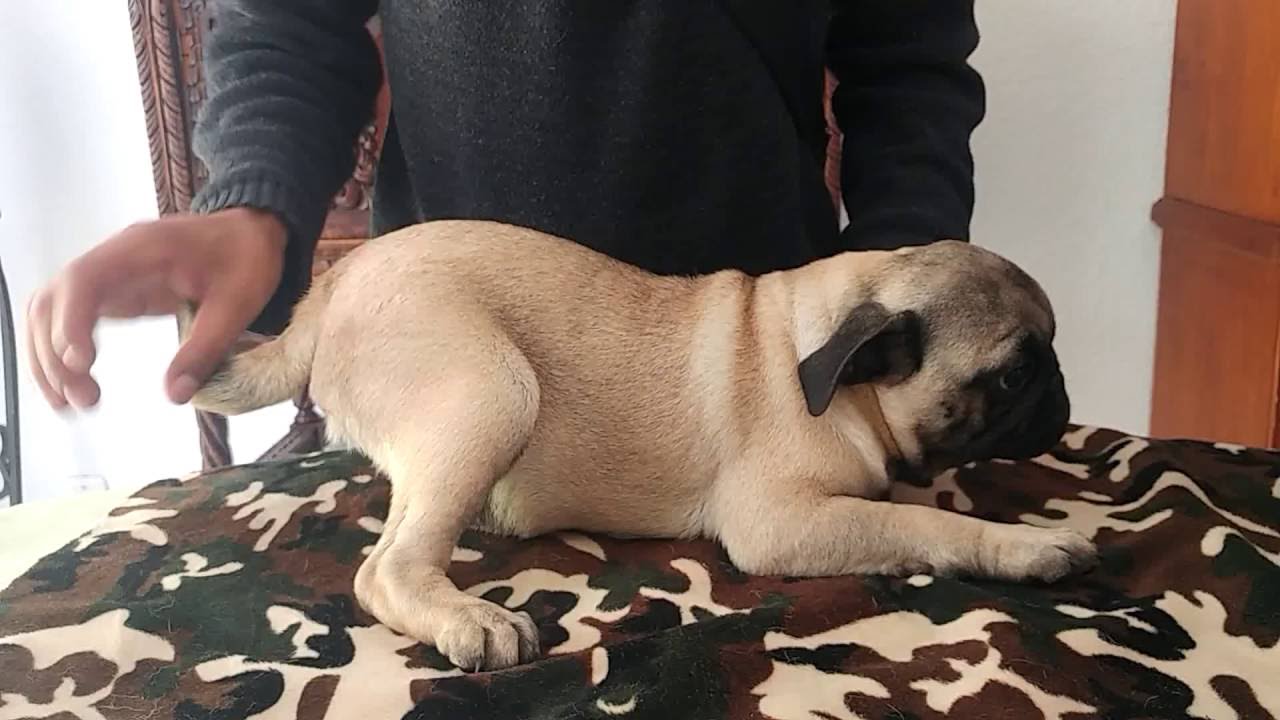 perros pug en magnifico estado,con pedigree compromiso