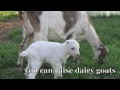 Raising Goats Naturally