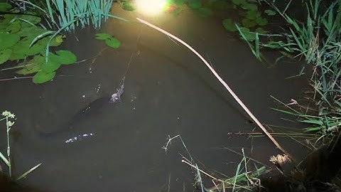 Cắm Câu Cá Lóc Ruộng Hoang Láng Chà