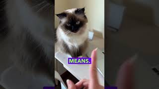 Can Cats Understand What Owner Are Saying Or Meowing?