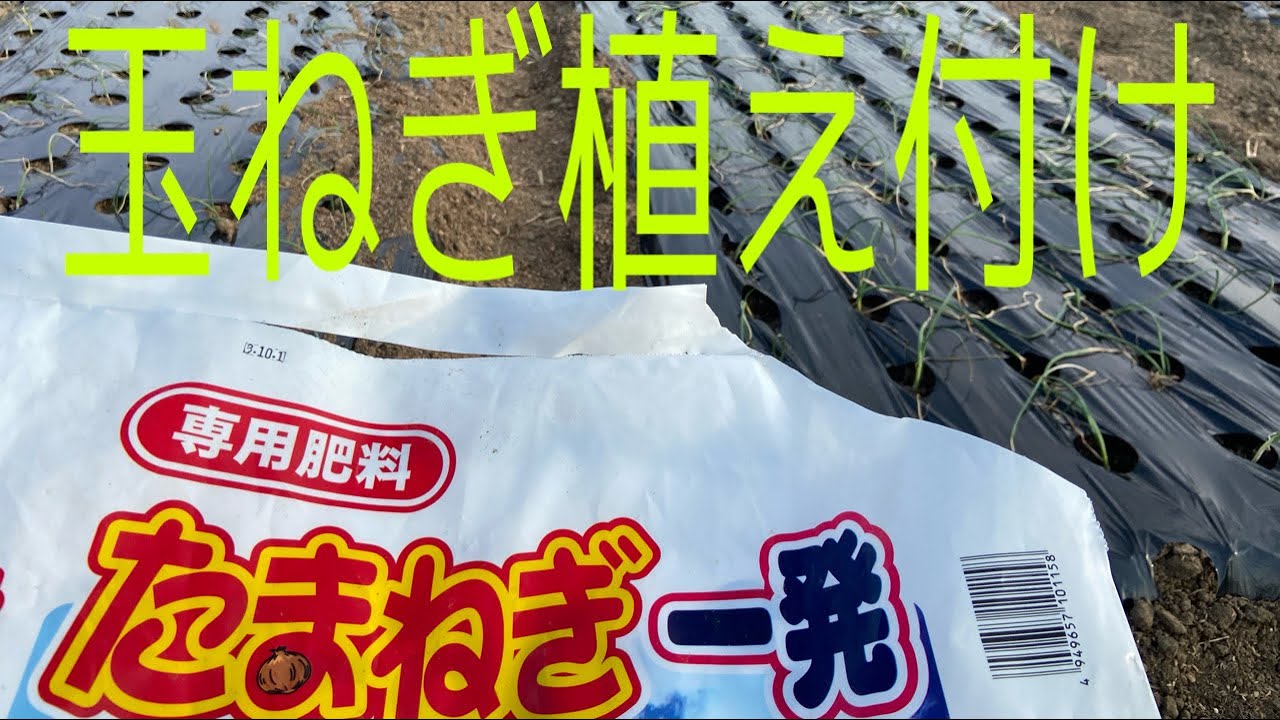 玉ねぎ植え付け 1発肥料で大豊作 Youtube