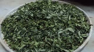1080420梅門甩茶相應化育春茶