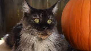 Happy Halloween! by Life with Maine Coon Cats 1,056 views 5 months ago 48 seconds