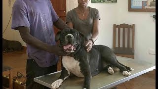 No more ticks on 'Lucy'. by VetClinicGambia 95,672 views 6 years ago 1 minute, 18 seconds