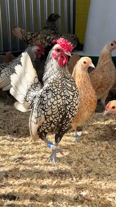 My Buitiful #chicken
