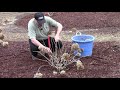 How To (or Should You) Prune Hydrangeas in Early Spring