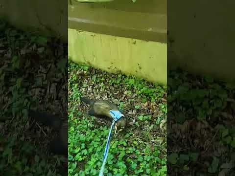 Funny bunny #funnyanimals
