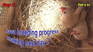 Java breeding progress | making nest | day 2 | Pets tv