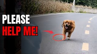 A Rescue Dog No One Wanted, Until I Stopped