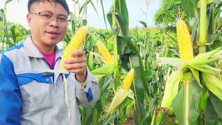 Giống Ngô Kháng Sâu cho 2 bắp nhiều