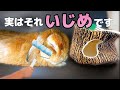 うさぎからするといじめに値する人間の行動