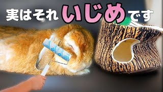 うさぎからするといじめに値する人間の行動