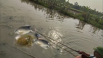 kích cá hai ông cháu kiếm ăn khu vực bơm cạn đang san lấp