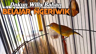 PANCINGAN PLECI AGAR CEPAT NGERIWIK KASAR DAN BUKA PARUH