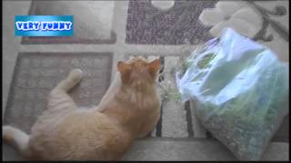 Кот и трава Кот и пакет травы Прикол Приколы с животными Смешное видео Кот и трава Кот и пакет травы Прикол Приколы с животными Смешное видео