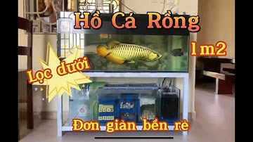 Hồ Cá Rồng 1m2 Sử Dụng Lọc Dưới Vừa Túi Tiền Với Thú Vui Đam Mê / Overflow / Thông Nguyễn / Setup
