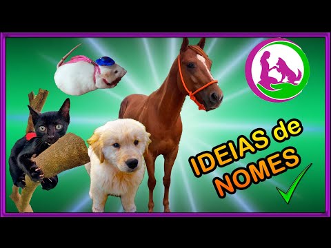 Vídeo: Nomes bonitos para animais de estimação