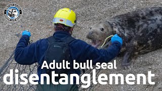 'Commuter' Disentanglement by British Divers Marine Life Rescue 1,226 views 4 months ago 1 minute, 47 seconds