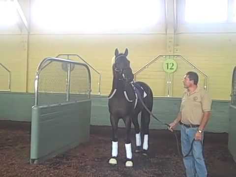 Two-year-old colt John Scott schooling, Santa Anita paddock, 10-2-09