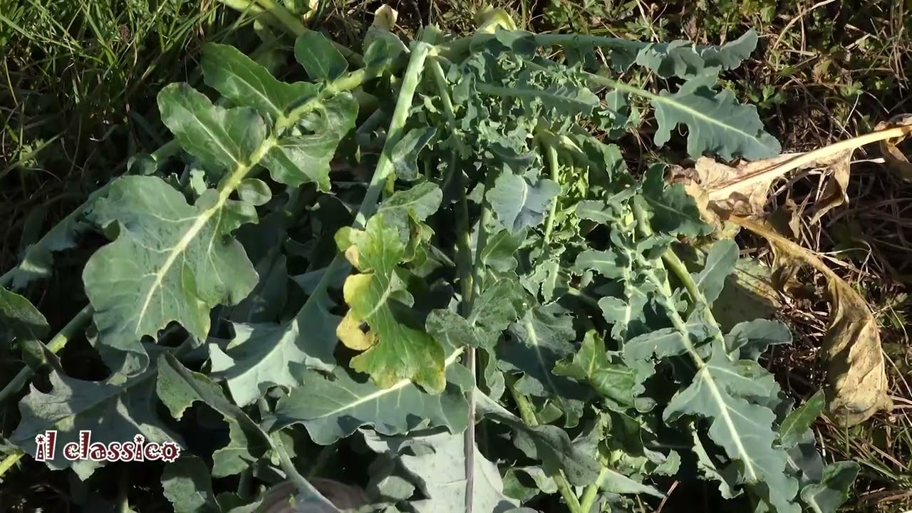 Scopri il BROCCOLO FIOLARO. Come si coltiva e come si cucina. L'ortaggio invernale eccezionale!