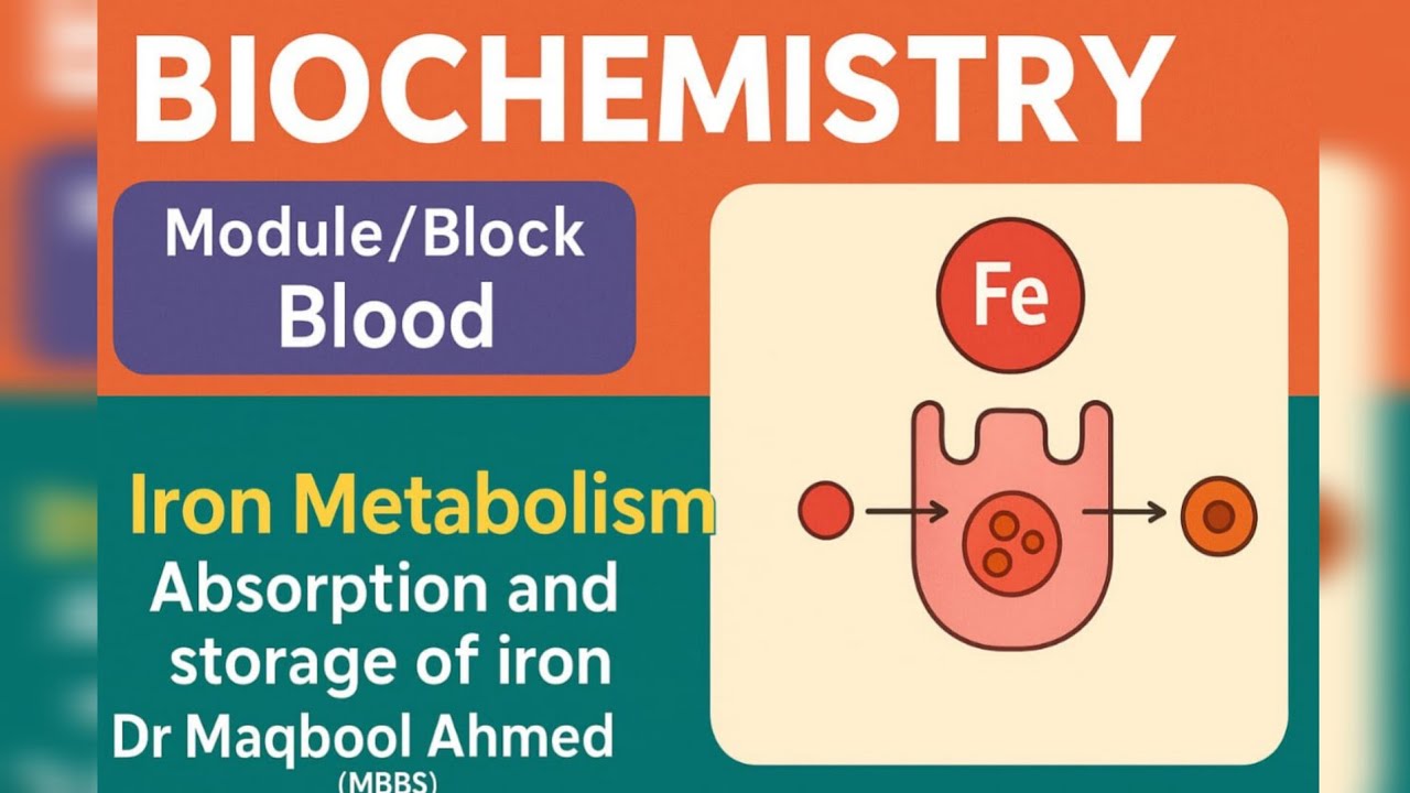 Iron Metabolism | Absorption, Transport, Storage & Regulation | Biochemistry Made Easy