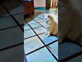 #cat #catlover #ytpets #youtubeshorts #ytshort#trending