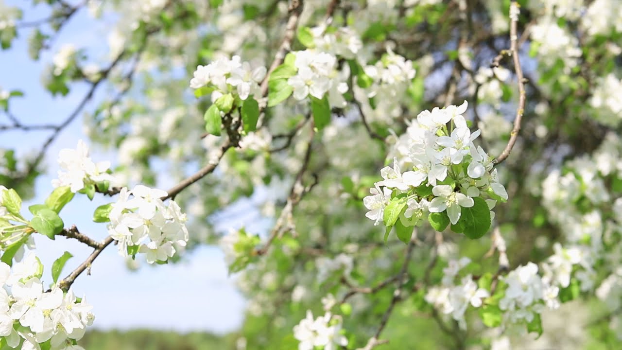 Звучание весны. Звуки весны. Весенние звуки природы. Первые звуки весны. Звуки природы весной.