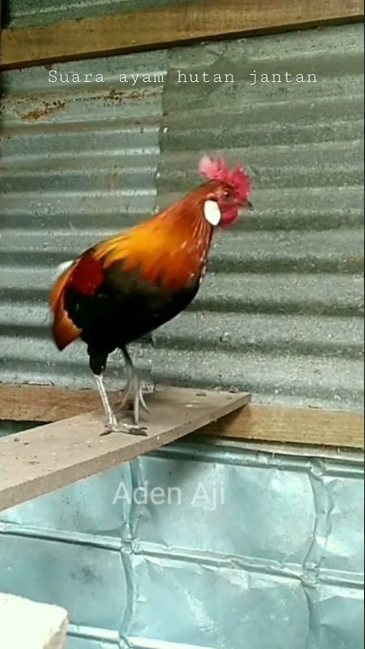 suara ayam hutan jantan