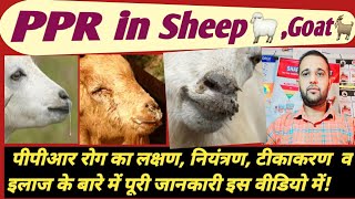 PPR in Sheep & Goat  भेड़ बकरियों में होने वाले इस रोग(PPR) का लक्षण, टीकाकरण व इलाज कैसे करें?