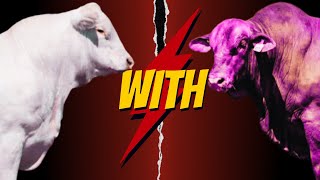 "Charolais and Beefmaster Crossbreeding: The Perfect Hybrid for Profitable Livestock Farming"