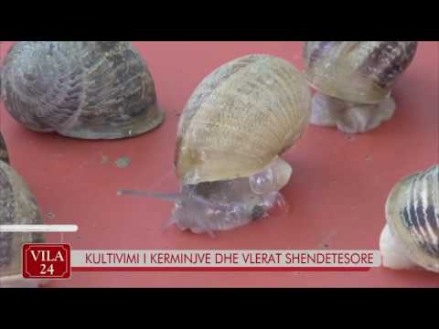 Video: Karakteristikat Shëruese Dhe Zbukuruese Të Kërmijve