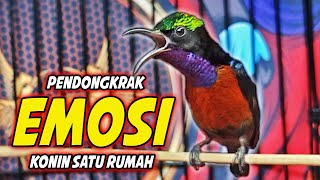 Suara Burung Kolibri Ninja Gacor Isian Roll Tembak Masteran Konin Tembakan Mewah