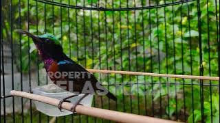 SUARA BURUNG KOLIBRI NINJA GACOR FULL ISIAN ROLL TEMBAK !! MASTERAN KONIN FULL TEMBAKAN MEWAH