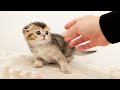 The incident happened when I tried to put down the kitten that occupied the bed.