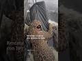 Rescatan a jaguar con una herida de bala #nmas #shorts