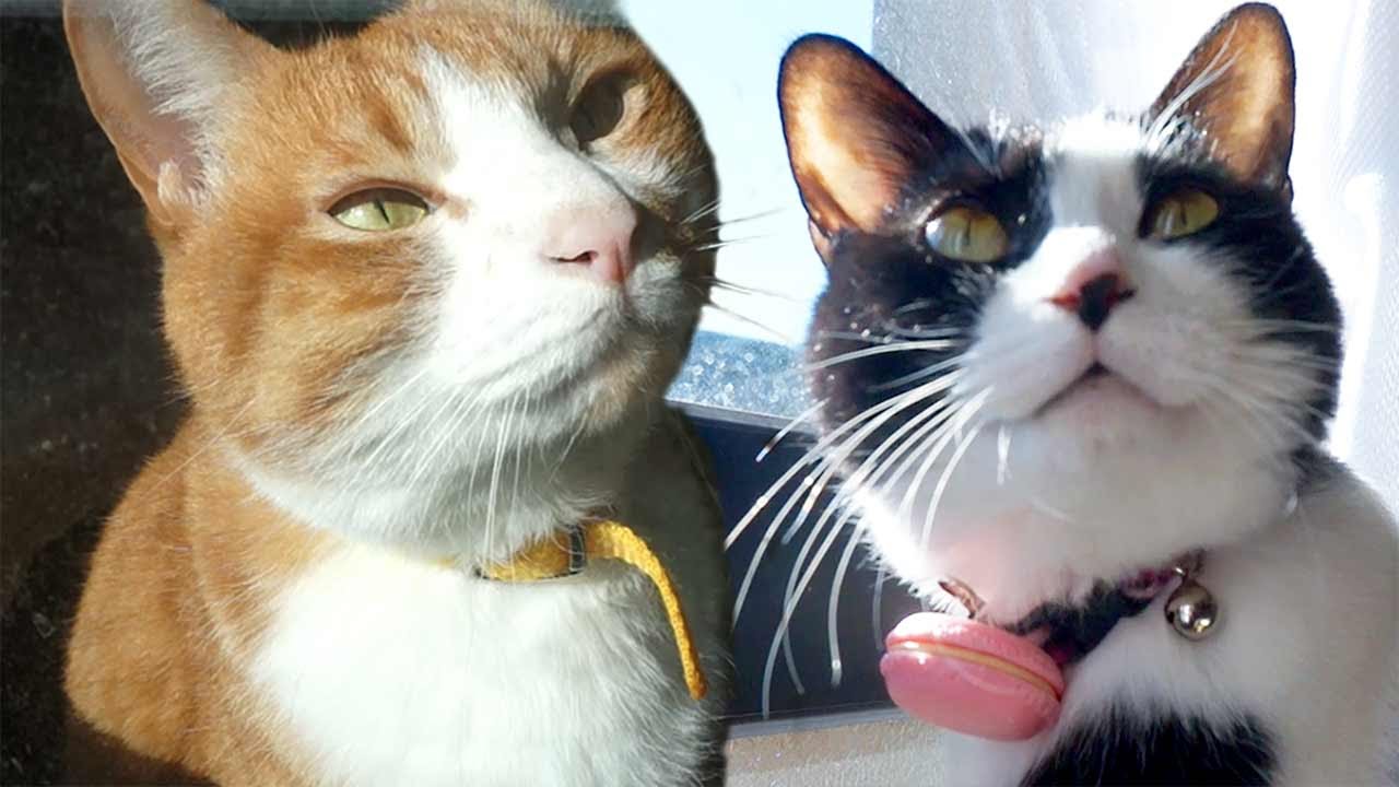 猫と優しい陽だまり かわいい癒しの猫動画 幸せな時間を感じて Cats And Gentle Sunlight Cute Healing Cats Youtube