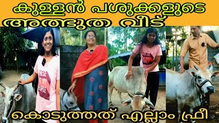 കുള്ളൻ പശുക്കളുടെ അത്ഭുത വീട് //ഫ്രീ ആയി കിടാങ്ങെളെ കൊടുക്കും || cow farming malayalam