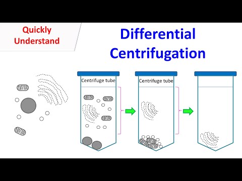 Video: Centrifugarea lizează celulele?