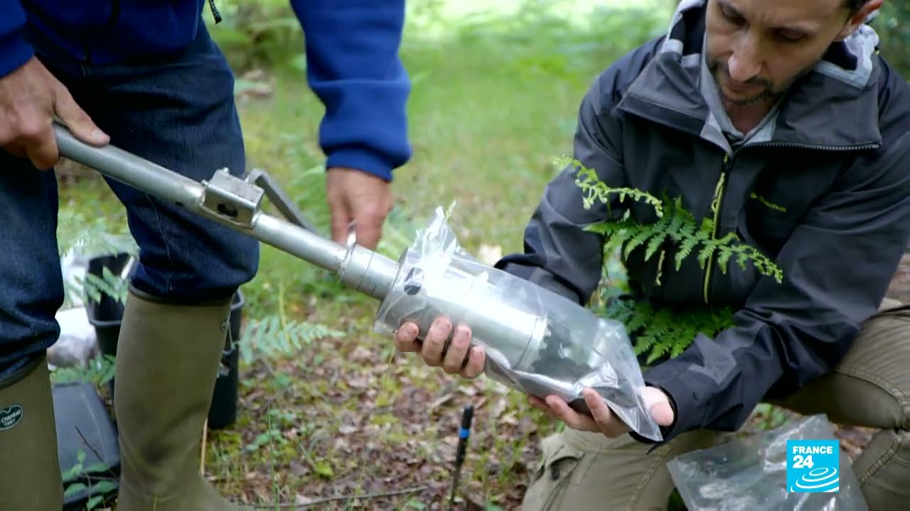 Planting trees: Climate cure-all? • FRANCE 24 English