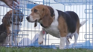 Watch Beagles Touch Grass For First Time After Being Freed From Lab Testing
